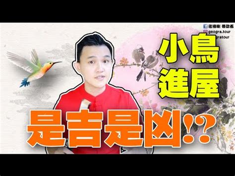 麻雀來家裡|【麻雀飛進家裡代表什麼】飛雀臨門，吉兆還是兇兆？麻雀飛進家。